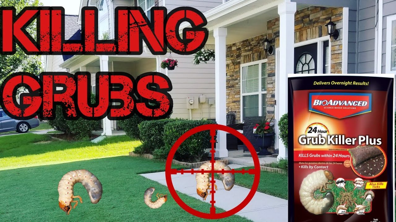 Preventing Grub Damage on Your Lawn