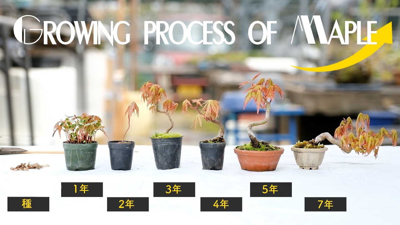 【紅葉】モミジの成長過程！豆盆栽ならではの芽摘みの方法とは？【盆栽Q】