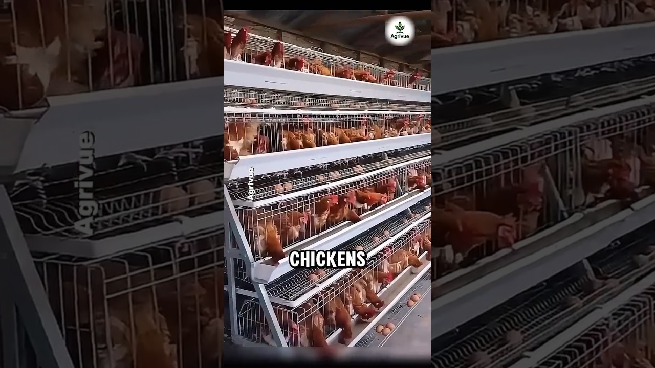 The Futuristic Chicken Coops Innovating Our Food Supply