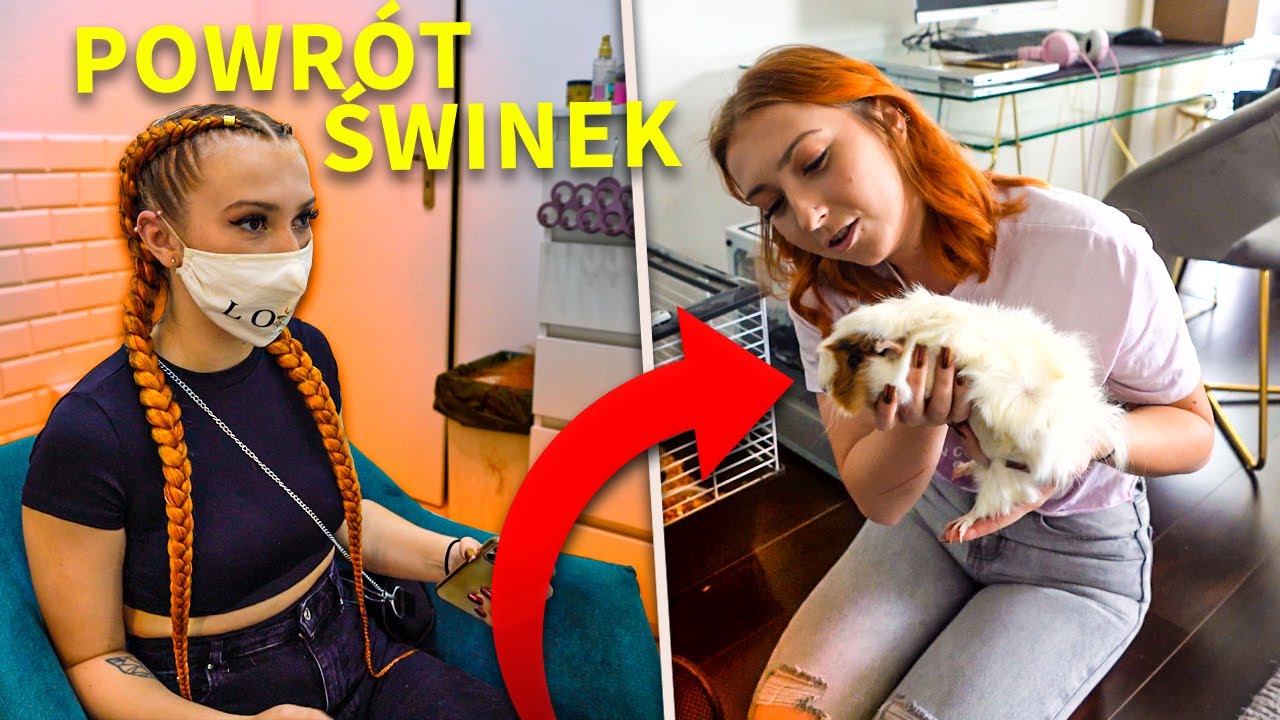 MOJE ŚWINKI WRACAJĄ DO DOMU!