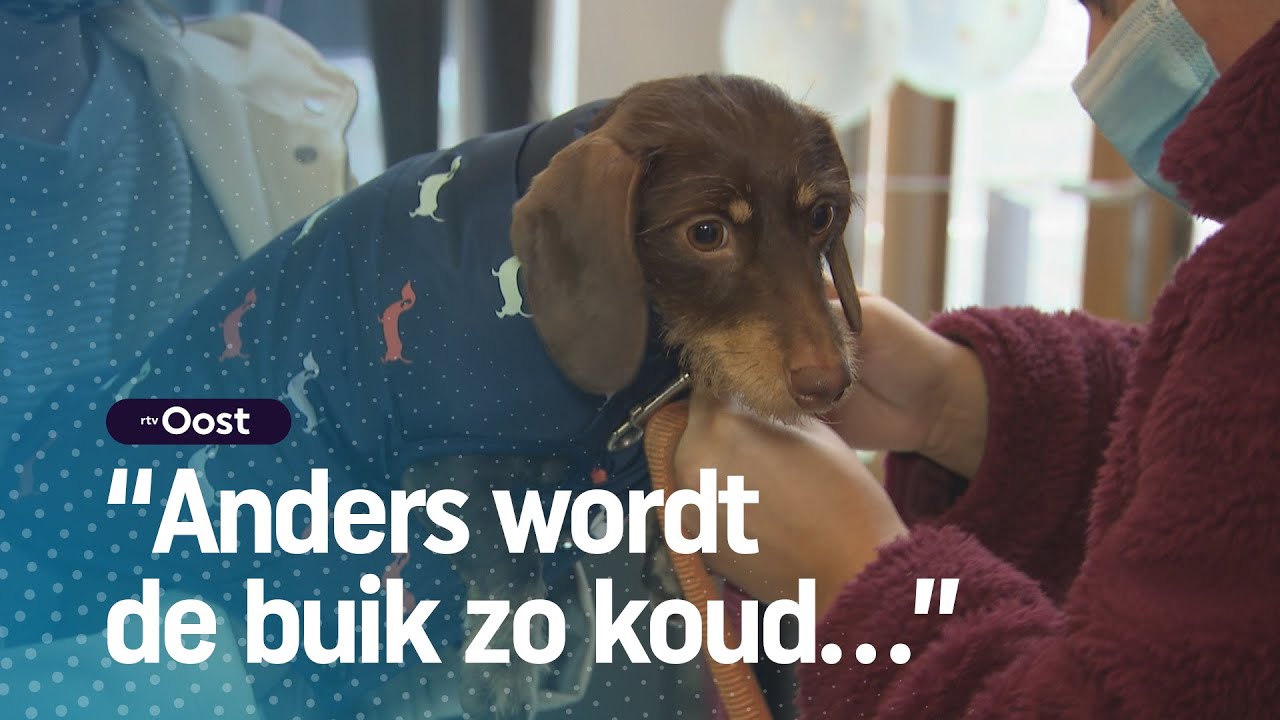 Dit is de eerste teckelwinkel van Nederland! | RTV Oost