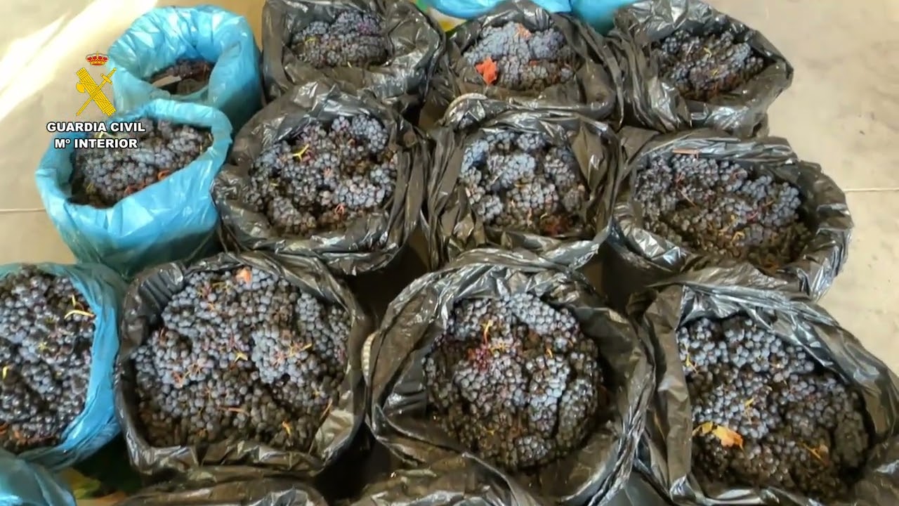 Investigadas cuatro personas por el robo de 500 kilos de uva en una viña de Briones