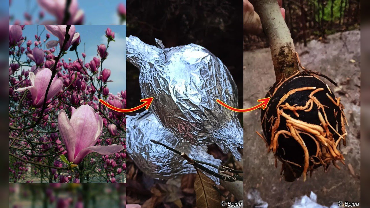 Air-layering of saucer magnolia