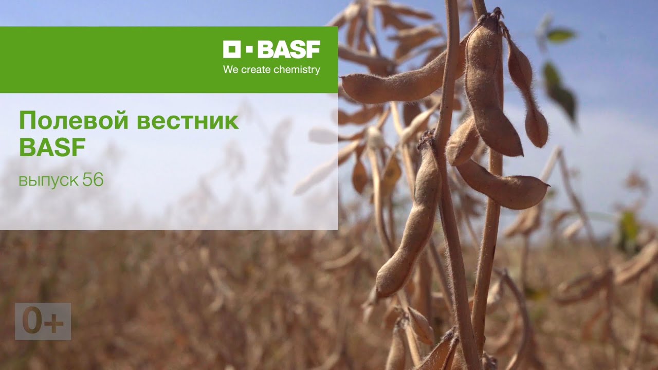 Полевой вестник BASF, выпуск 56 от 19.11.21. Ускорение сбора урожая сои.