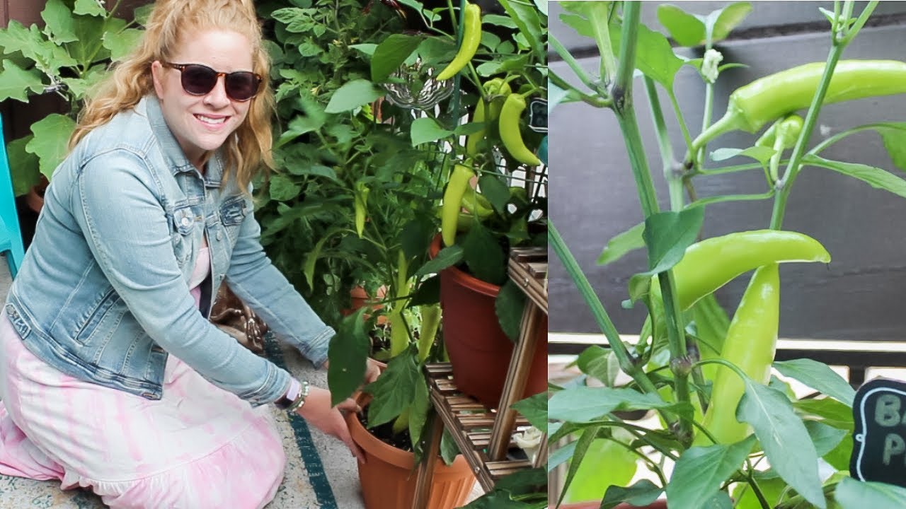 Growing Banana Peppers in Containers | Urban Balcony Garden