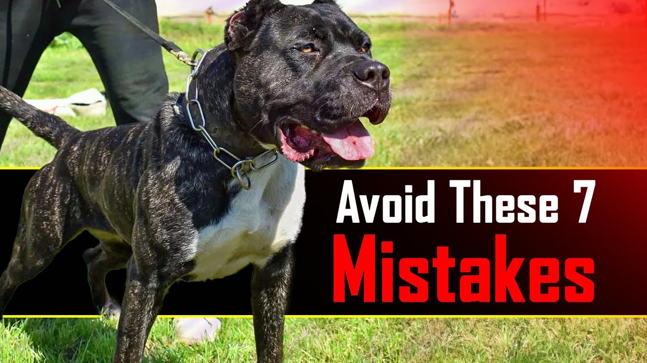 Избегайте этих 7 ошибок с Presa Canario 🛑