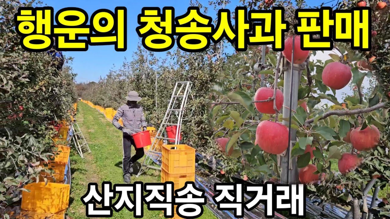 가정용(흠과) 청송사과판매 🍎 산지직송 직거래 