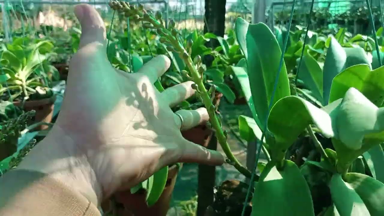 Mời mọi người ngắm trâu đón tết sớm, và e chia sẻ trị vàng lá trên Lan đơn thân