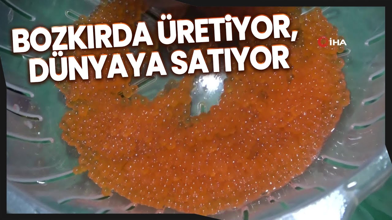 Bozkır'da Ürettiği Balık Yumurtalarını Dünyaya Satıyor