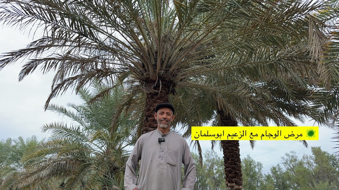 مرض 🦠 الوجام جنون النخيل مع الزعيم ابوسلمان