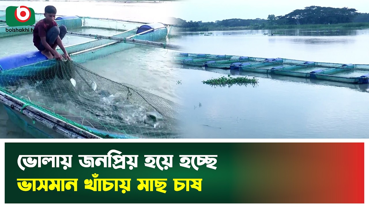ভোলায় জনপ্রিয় হয়ে হচ্ছে ভাসমান খাঁচায় মাছ চাষ | Bhola | Floating Cage Fish Farming | Boishkahi News