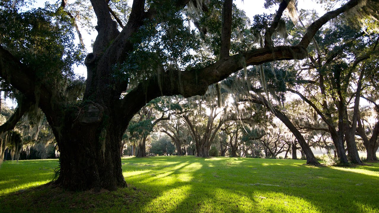 Bindon Plantation: 1317.15 +/- Acres Located in Beaufort, SC on Deep Water!  Excellent Hunting!