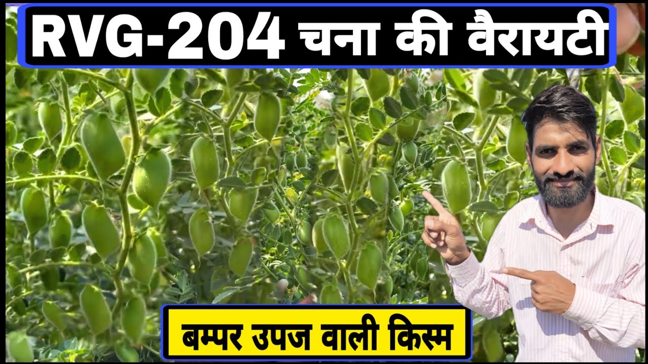 Rvg 204 चने की बम्पर पैदावार वाली वैरायटी | Rvg 204 Chana variety | Chane ki kheti | Chana ki kheti
