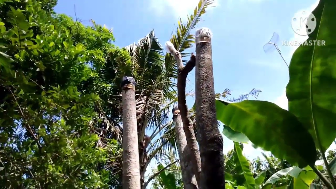 cara menanam pohon pule bonggol biar cepat hidup subur
