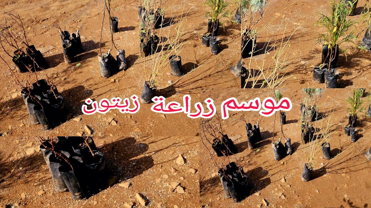 الفلاحة بعد تساقط الأمطار وزرعة زيتون إقليم الحسيمة شمال المغرب 