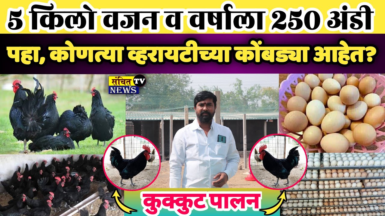 लवकर वजन वाढणारी व ज्यादा अंडी देणारी कोंबड्यांची जात | विजय ताड यांचे अनोखे कुकूटपालन