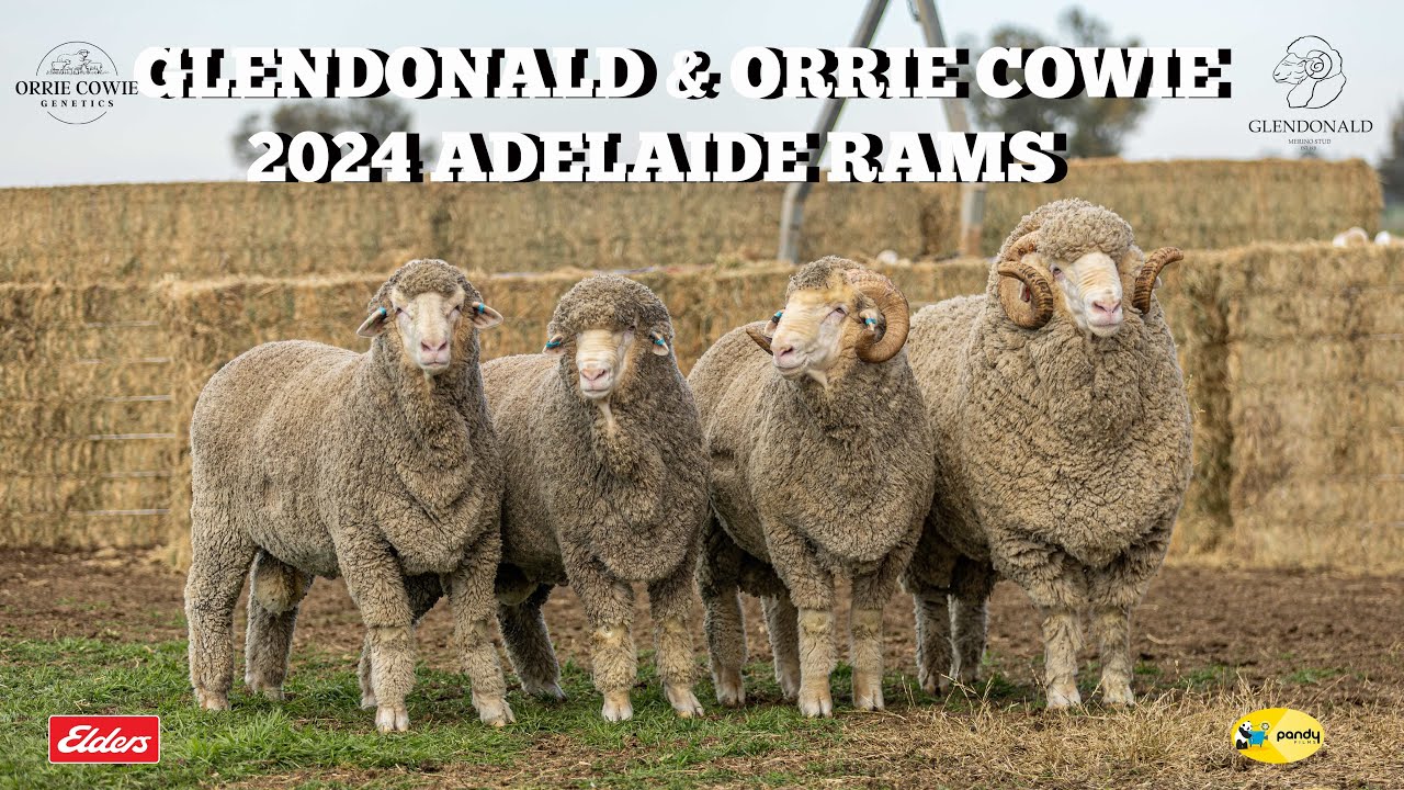 Glendonald & Orrie Cowie 2024 Adelaide Rams