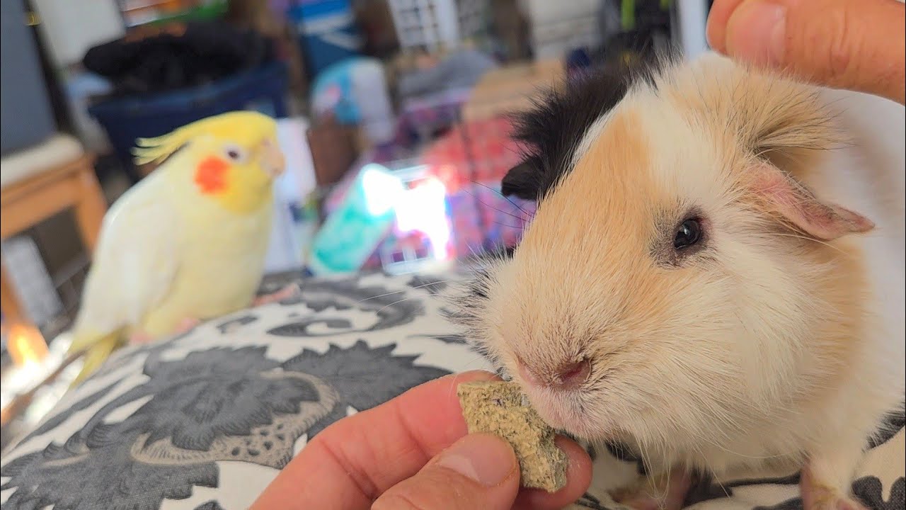 Gus Update 