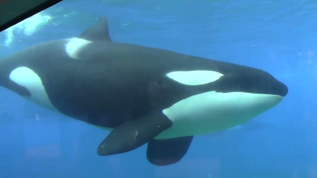 SeaWorld Orlando / Orca Stadium Construction Update 2024