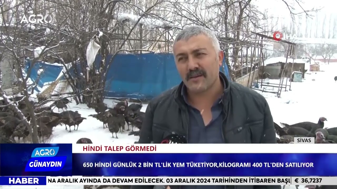 Arkadaş Tavsiyesiyle Üretime Başladı Bin Pişman Oldu! Hindiler Elde Kaldı / AGRO TV HABER