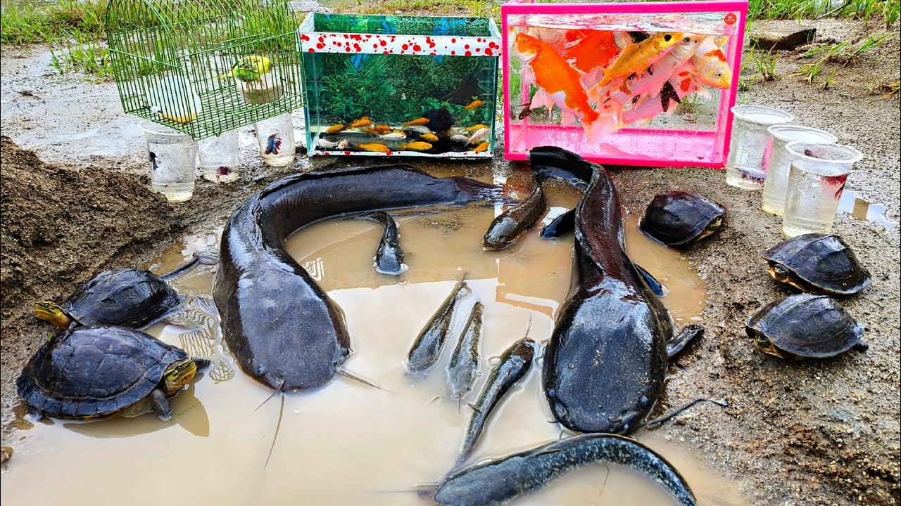 Catch colorful ornamental fish, koi fish, arowana fish, betta fish, snakehead fish, fish, catfish