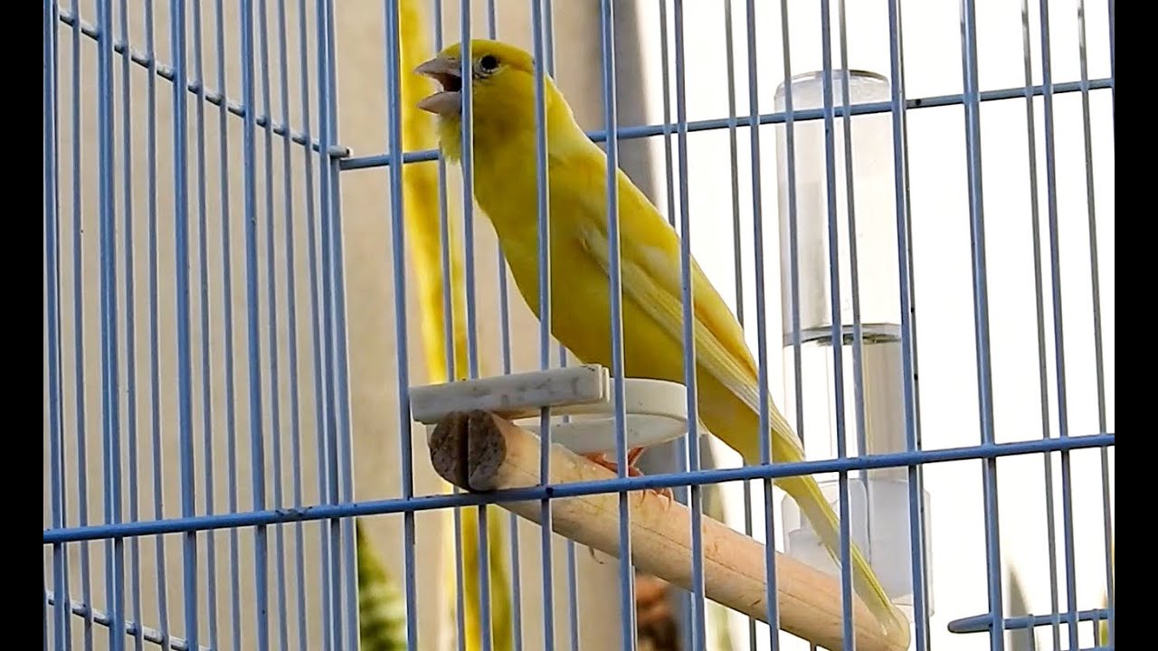 Canto forte e muito quente deste Espetacular Canário Belga | Canary Singing