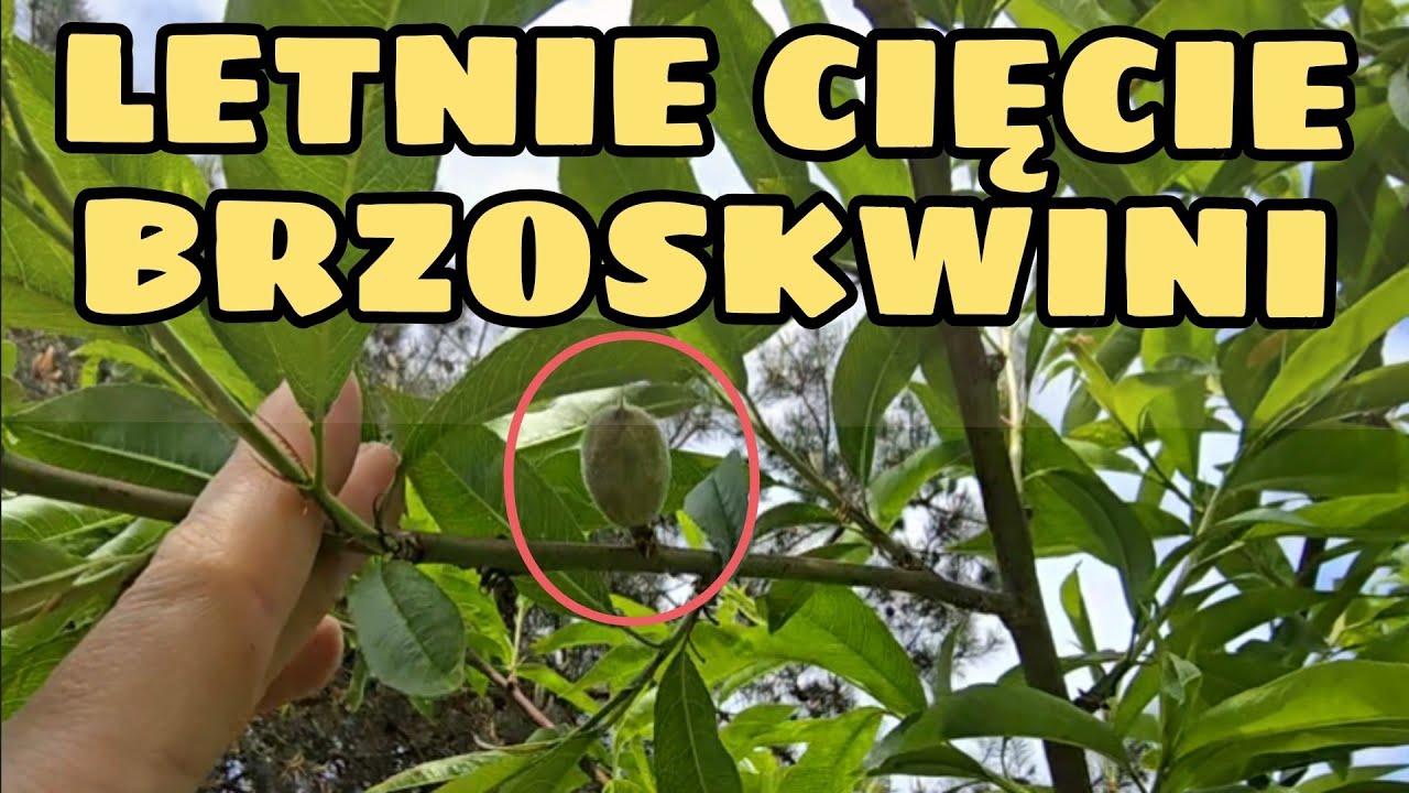 Jak Ciąć Brzoskwinię Latem? #naswoim