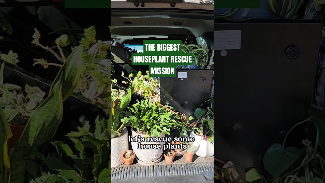 Houseplant Rescue mission 🪴 I've never acquired this many houseplants in one day😱 #houseplants