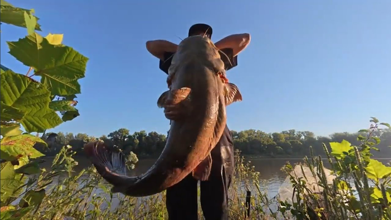 catfishing the Kansas River in Lawrence Pig alert 9 28 25