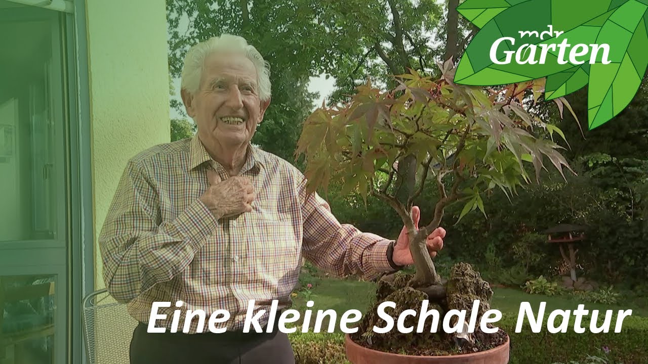 Bonsai: Perfekte kleine Landschaften | MDR Garten