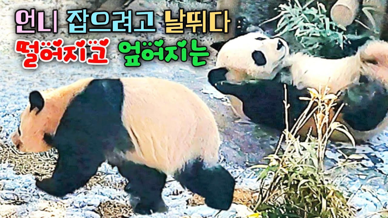 루이바오 후이바오 동행이 쉽지 않구나 어푸푸 엎어지고 꽈당 그래도 좋아 같이 가자 26.01.31