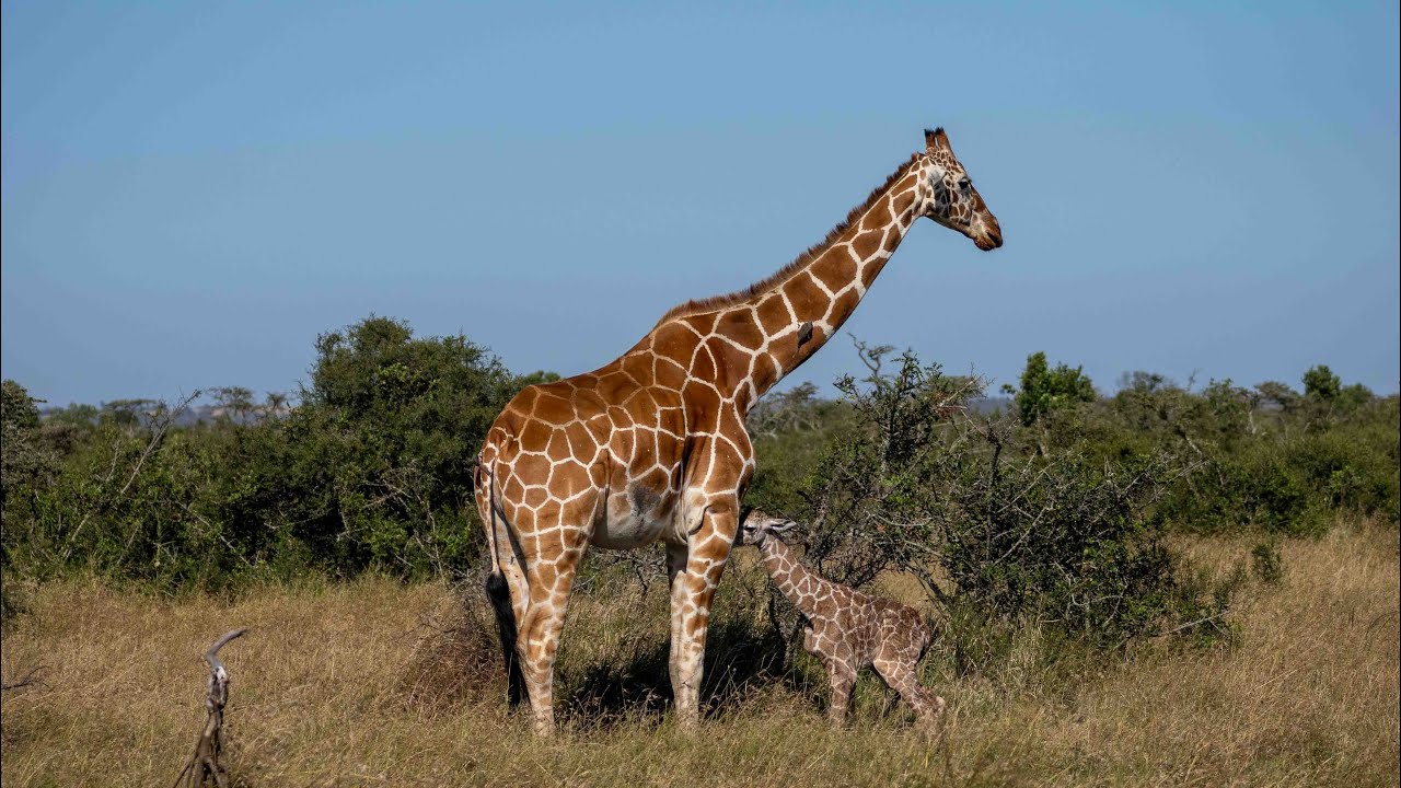 Baby Giraffe First Steps