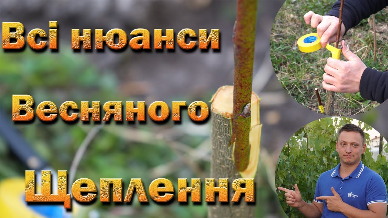 Щеплення повне відео. Коли щепити. Які підщепи. Копуліровка, у розщіп.