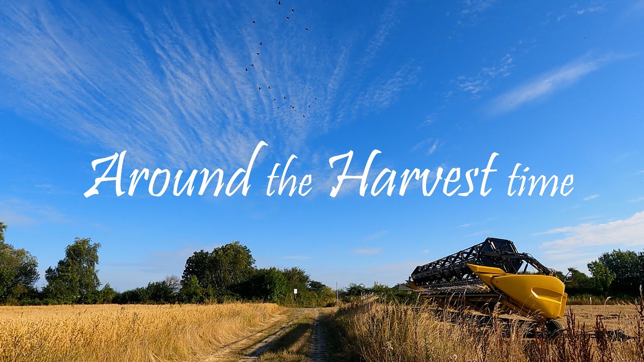 Waking Around the agricultural Land in the Harvest time, relaxing morning walk, ASMR Ambience