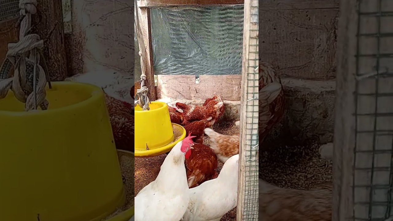 27 Week  Old Layer Chicks 