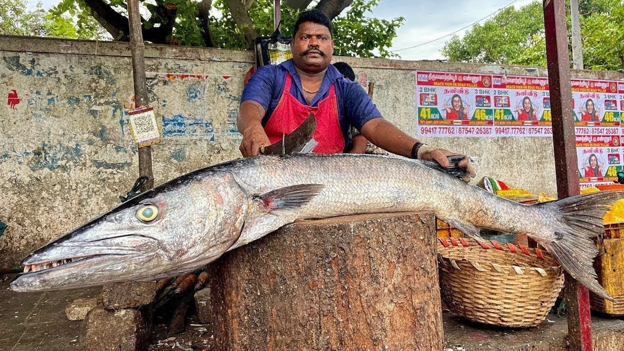 KASIMEDU🔥SPEED SELVAM BARRACUDA FISH CUTTING🔥IN KASIMEDU FISH CUTTING🔥