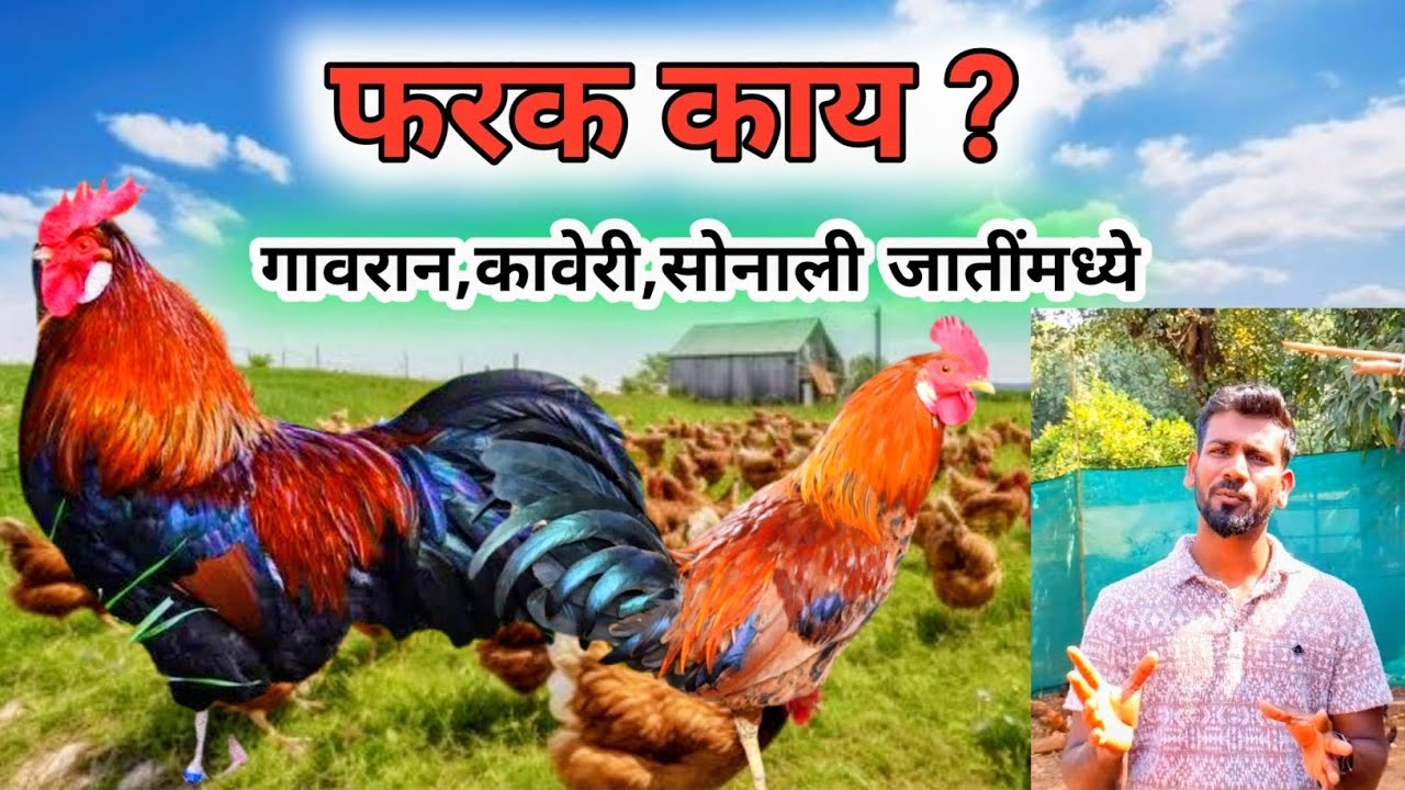 एकदा जाणून घ्या !! कोंबडी पालन व्यवसाय !! Gavran kombadi palan 