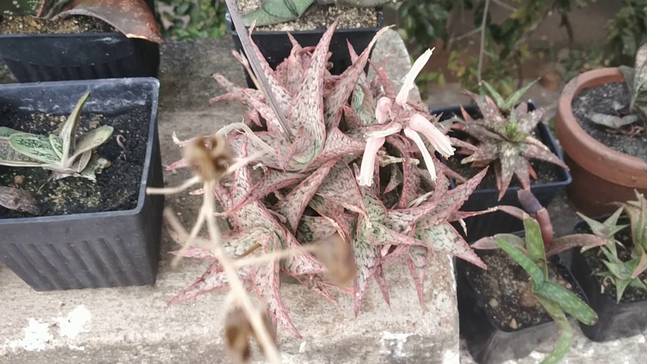My collection of Aloes, Haworthias and Gasterias - Page 1