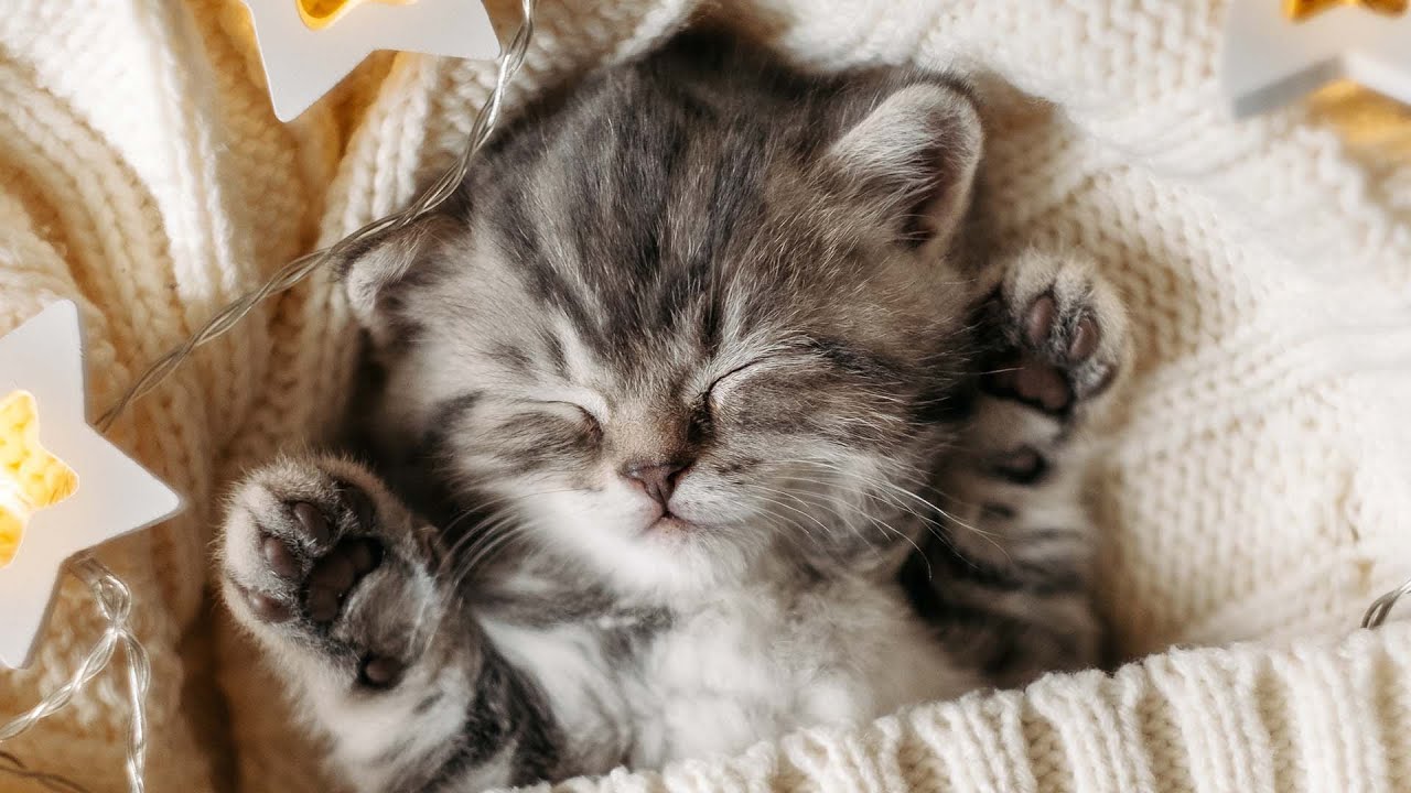 Легкая арфовая музыка для повседневной жизни кошки🐈 спят под любимую кошачью музыку