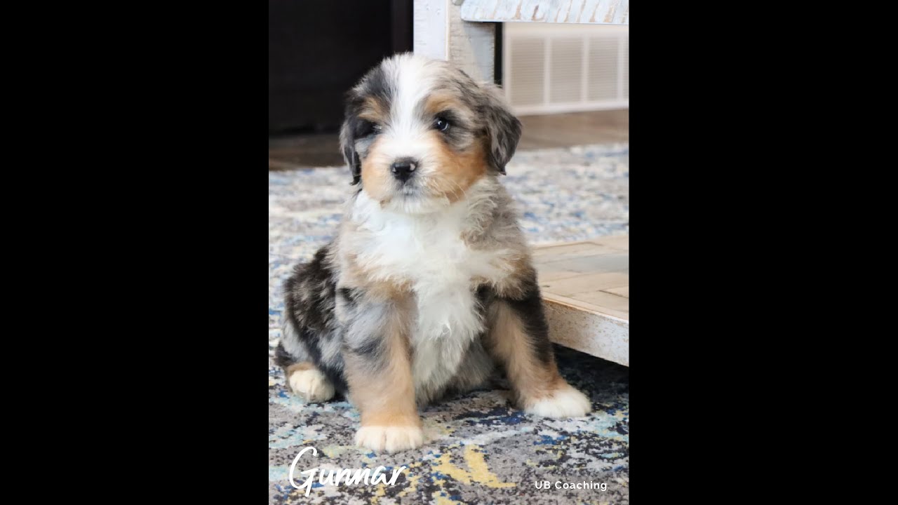12 Week Old Bernedoodle Puppy Training