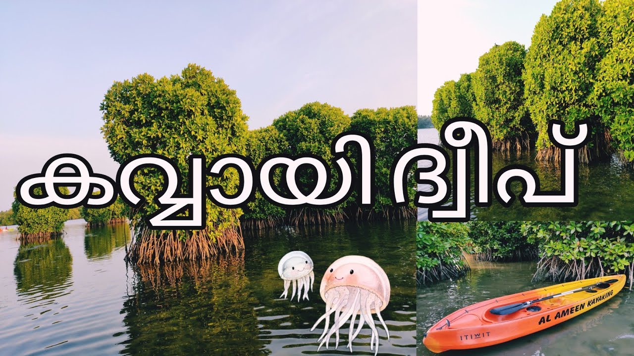 Kavvayi Island|Mangroves|Kayaking|boating|Payyanur|Kannur|Kerala