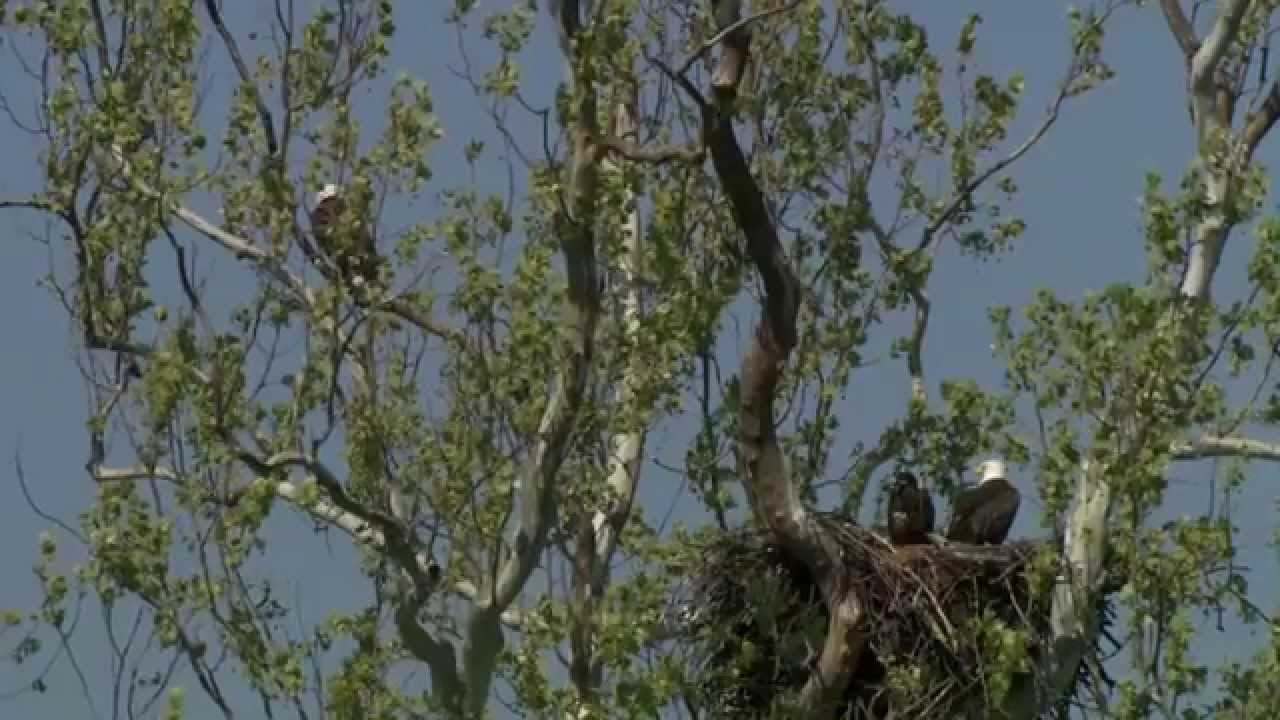 Conservation Connect Series:  American Bald Eagle