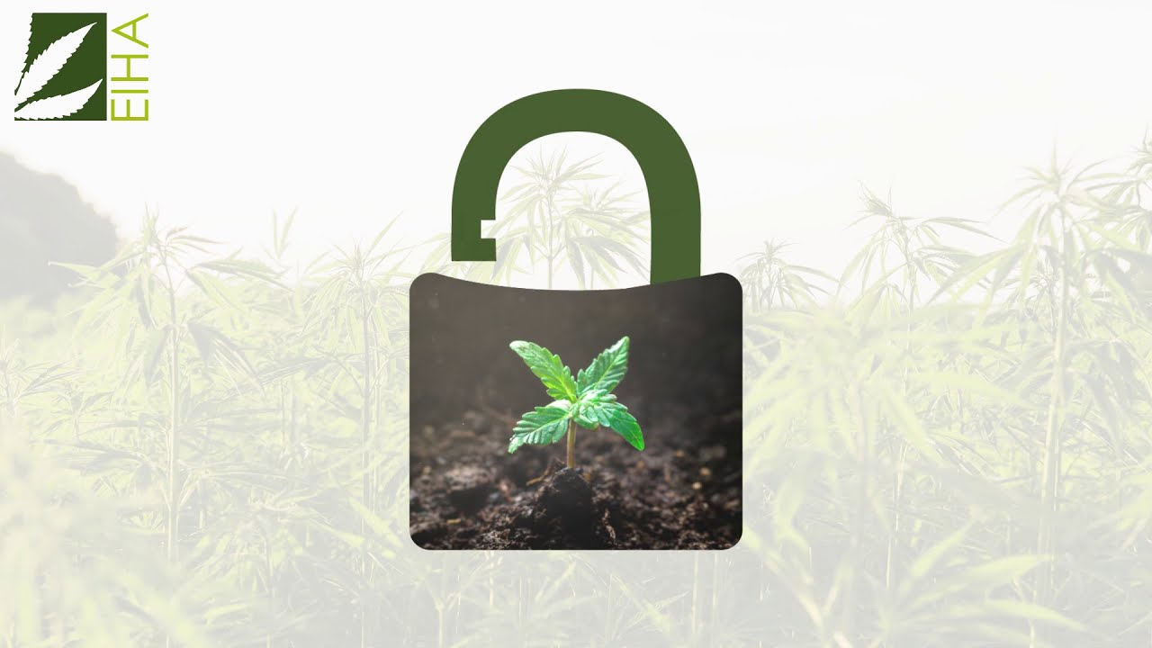 Hemp: how can we unlock its full potential?
