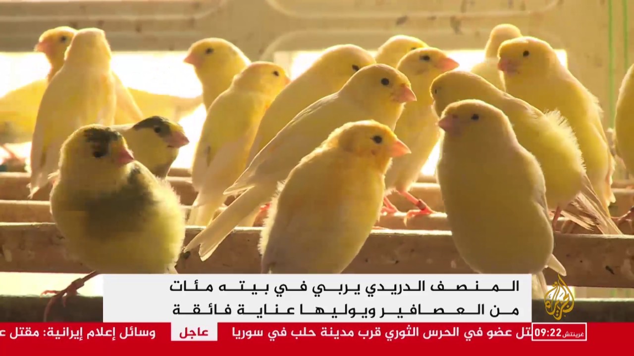 علاقته بعصافيره تشبه علاقة الأب بأبنائه.. التونسي الذي ملأ بيته بالطيور