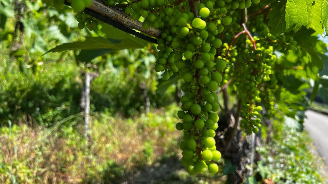 Weinregion Bielersee Twann