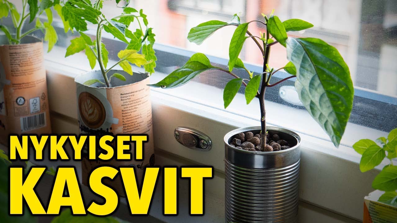 Yllättäviä ongelmia taimien kasvatuksessa