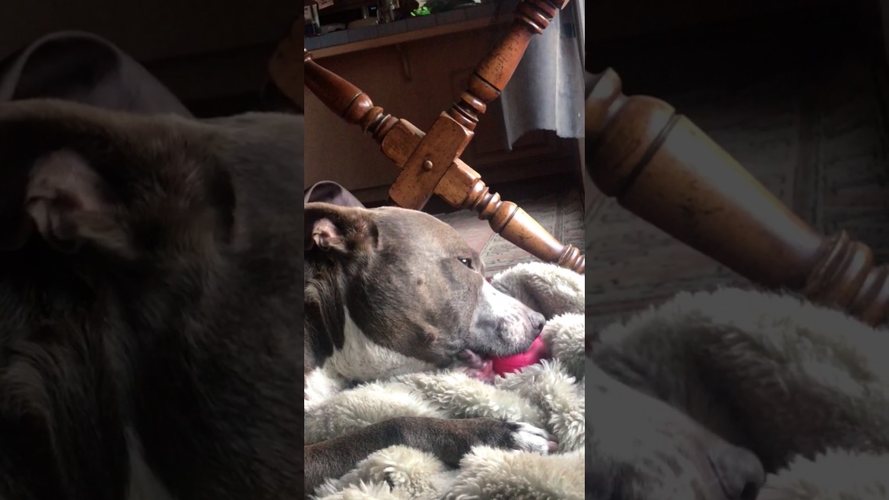 Pitbull loving his new squeaky toy!