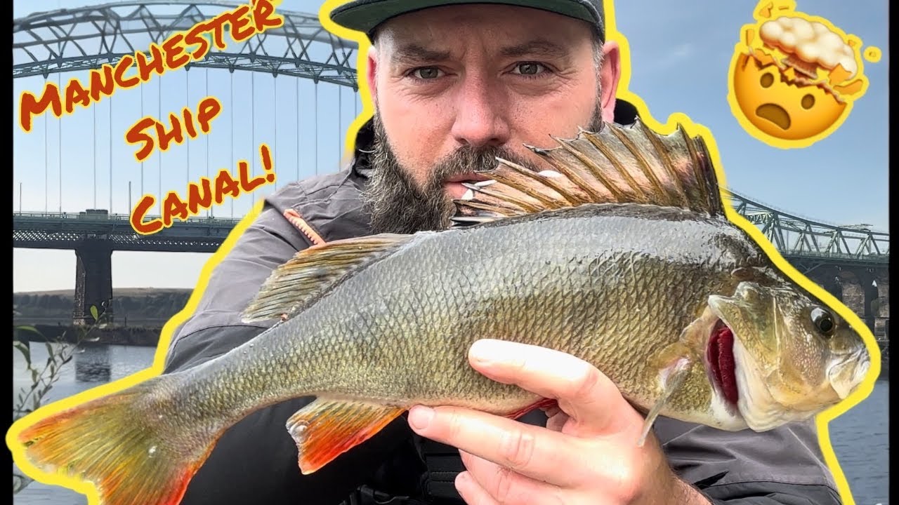 Судоходный канал Манчестера: окунь, окунь и ещё раз окунь! #манчестер #окунь #город