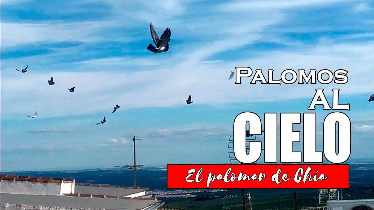 Palomos al Cielo tras Días de Mal Tiempo 🌧️🌬️🕊️ #palomos  #colillanos #Criadordepalomos