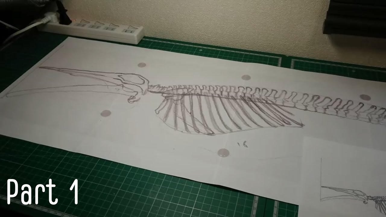 Making a Whale Skeleton Model : Part1
